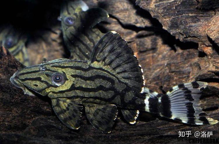 南美缸适合养哪些鱼?