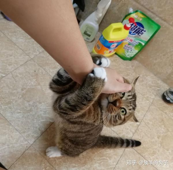 英短蓝猫和狸花猫配种会生出什么样的猫啊 求上图 狸花猫与蓝猫杂交 Duboot网