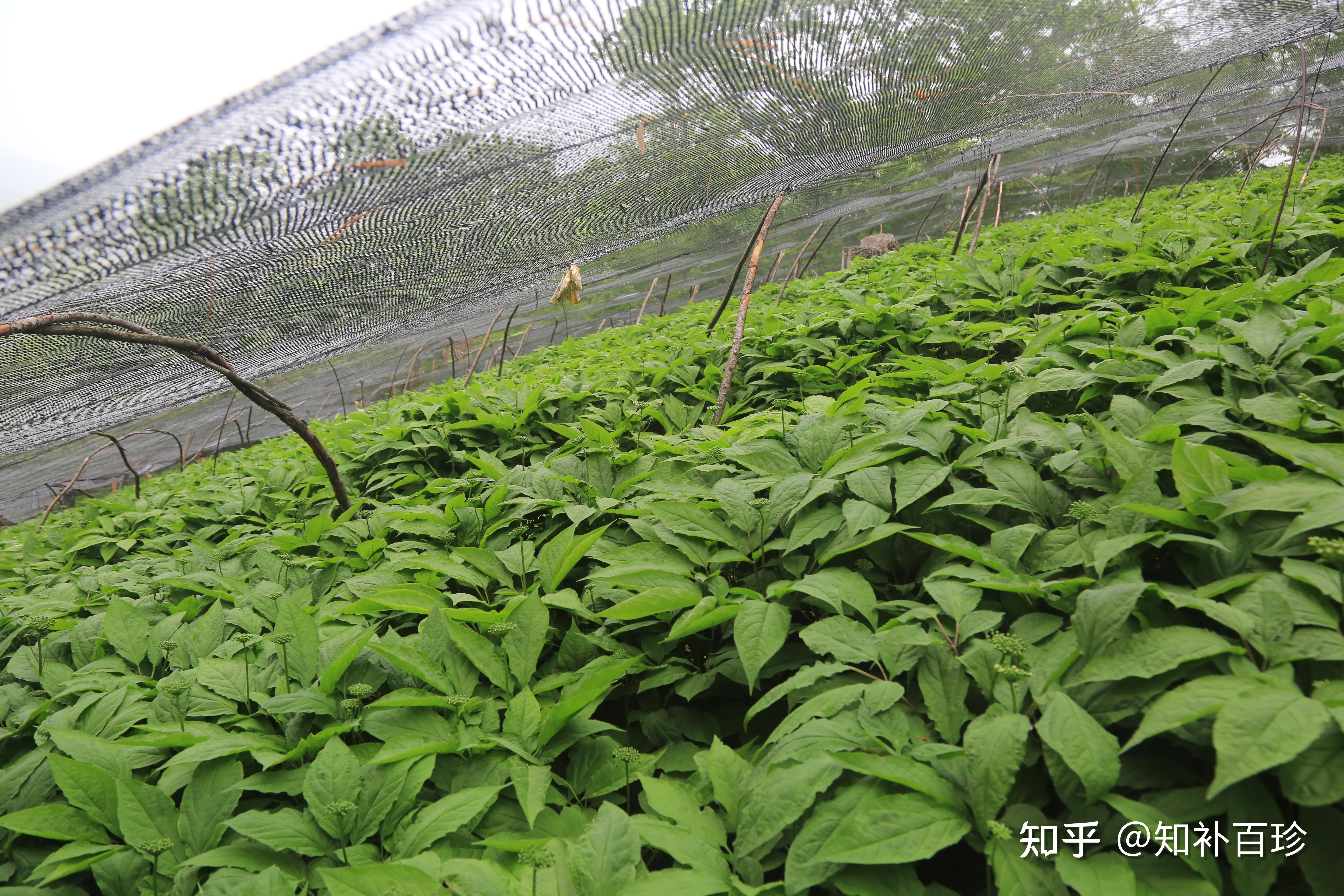 人参一手货源的参农就不把人参便宜卖给你是什么原因