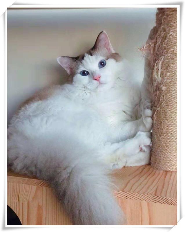 布偶猫净梵色图片