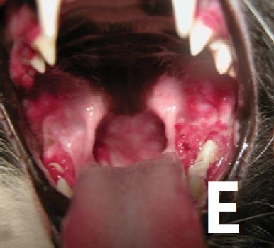 猫口炎 Feline Stomatitis 辨识 认知 控制与治愈 知乎