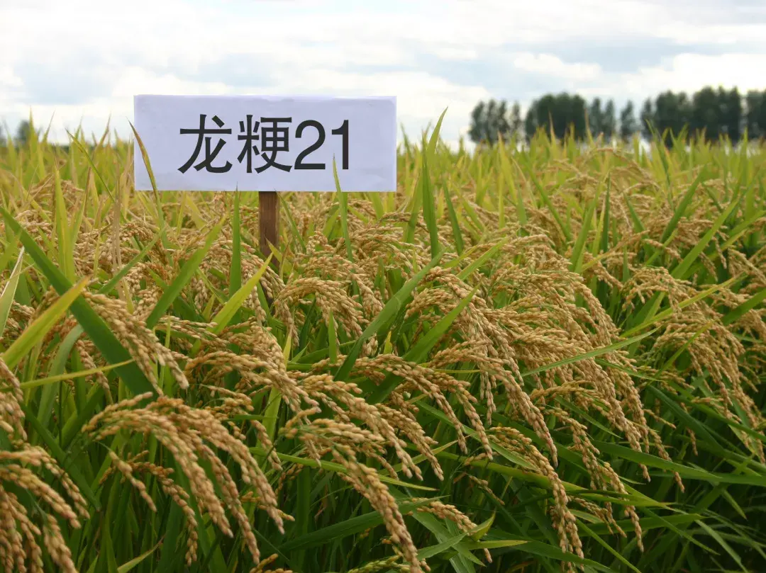龙粳22水稻品种简介图片