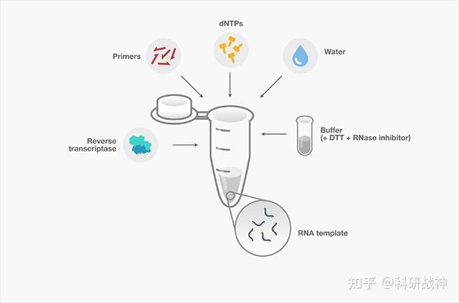 RNA反转录 - 知乎