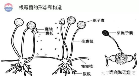 根霉菌手绘图图片