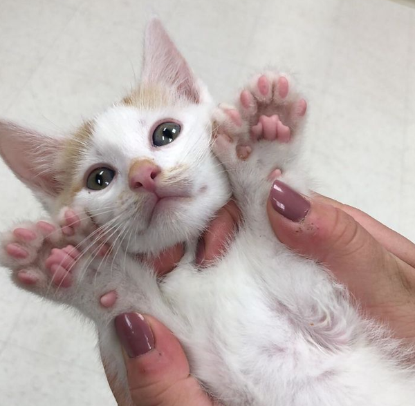 网友给猫剪指甲剪到崩溃 猫 不好意思我六指 知乎