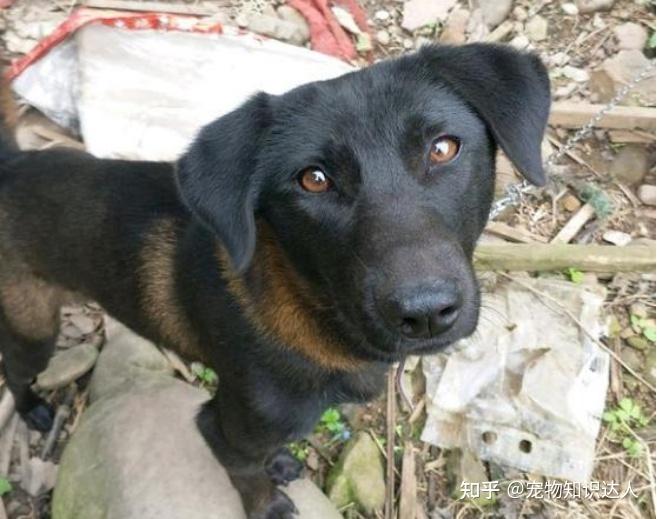 為什麼養涼山犬的人越來越多網友養了就不想換狗了