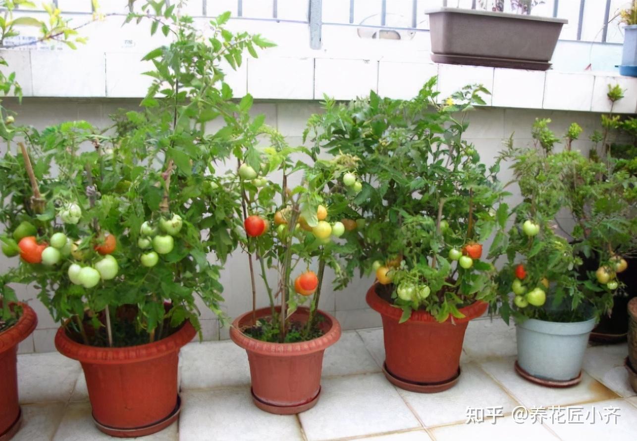 盆栽西红柿土多深图片