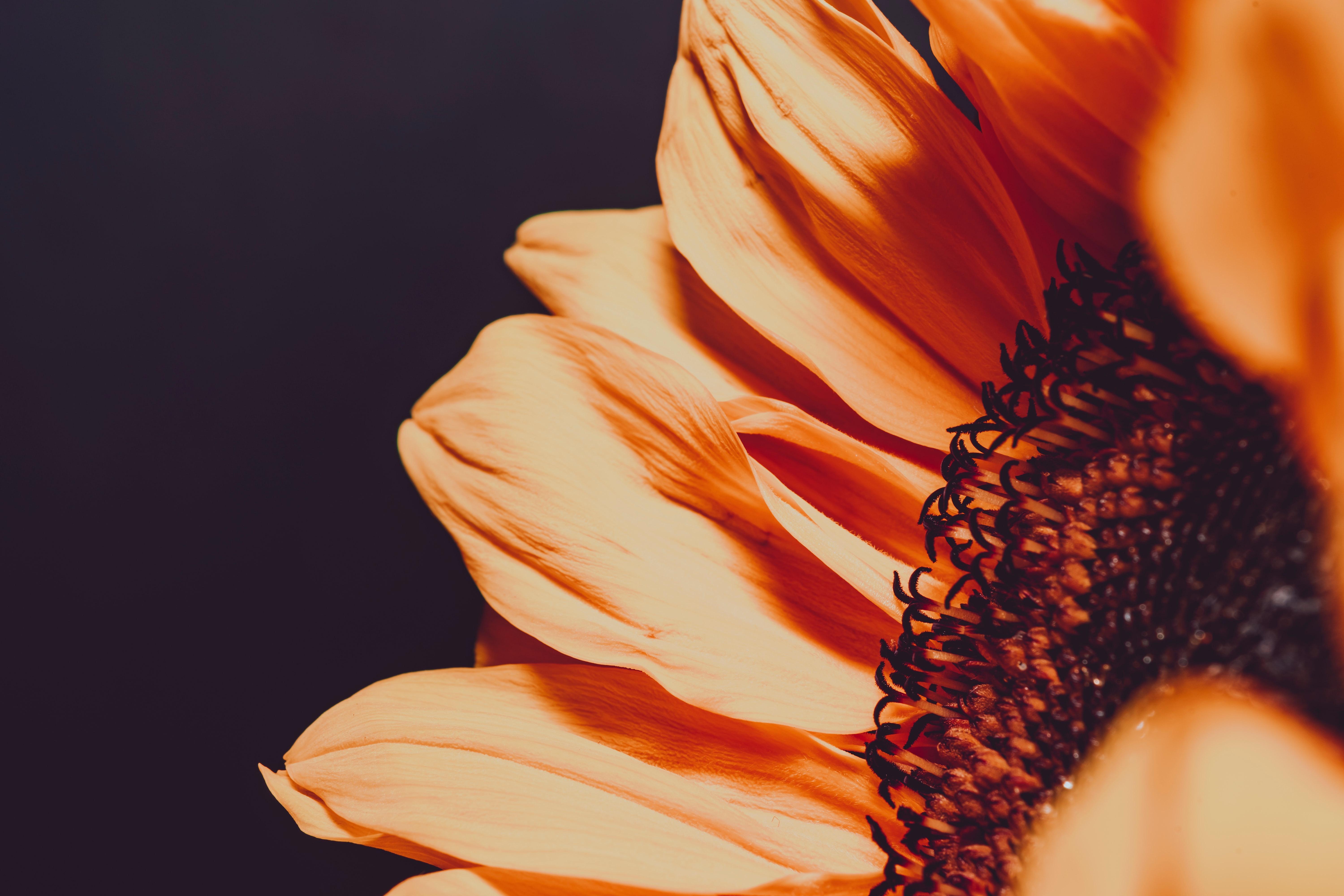 有哪些适合ipadpro11的好看的壁纸