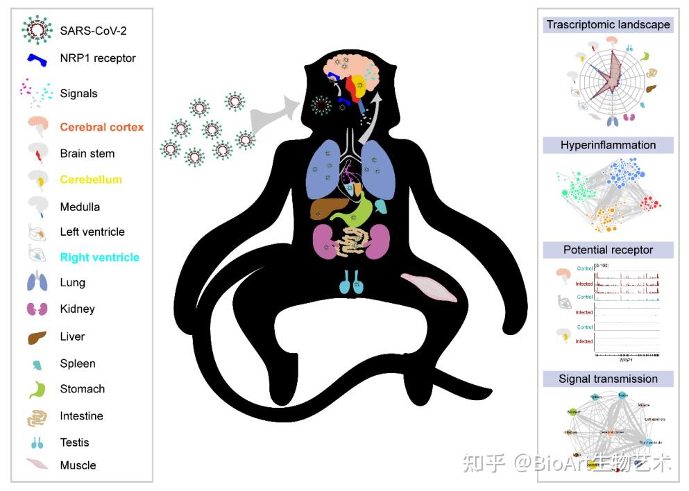 新冠病毒感染后对其不同器官会造成何种影响