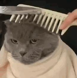 夏天到了 需要给猫咪开空调避暑吗 知乎