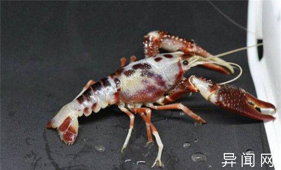 泰国幽灵虾卖出百万天价