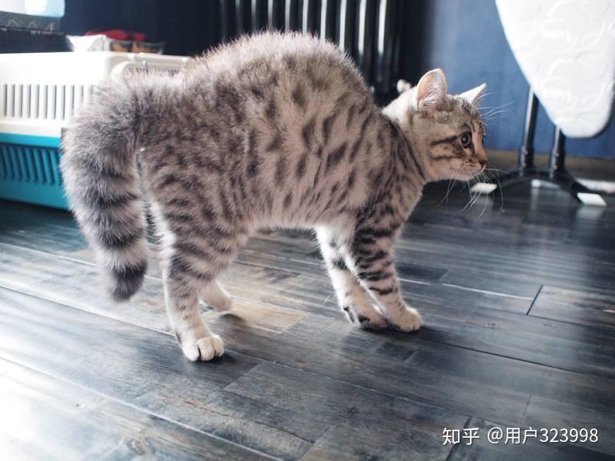 猫咪为什么会“弓着背”?不一定是生气了,还有这6个原因 - 知乎