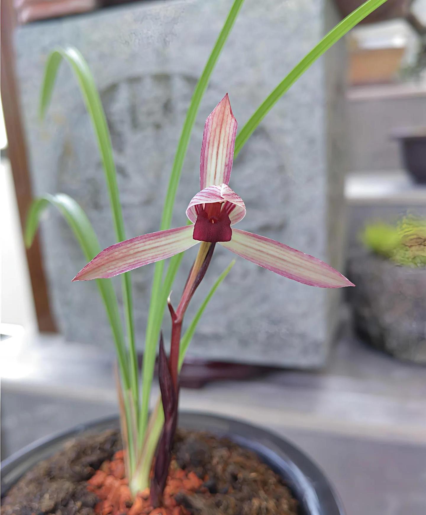 兰花赏析：春兰红花名品鉴赏之九大经典品种解析- 知乎