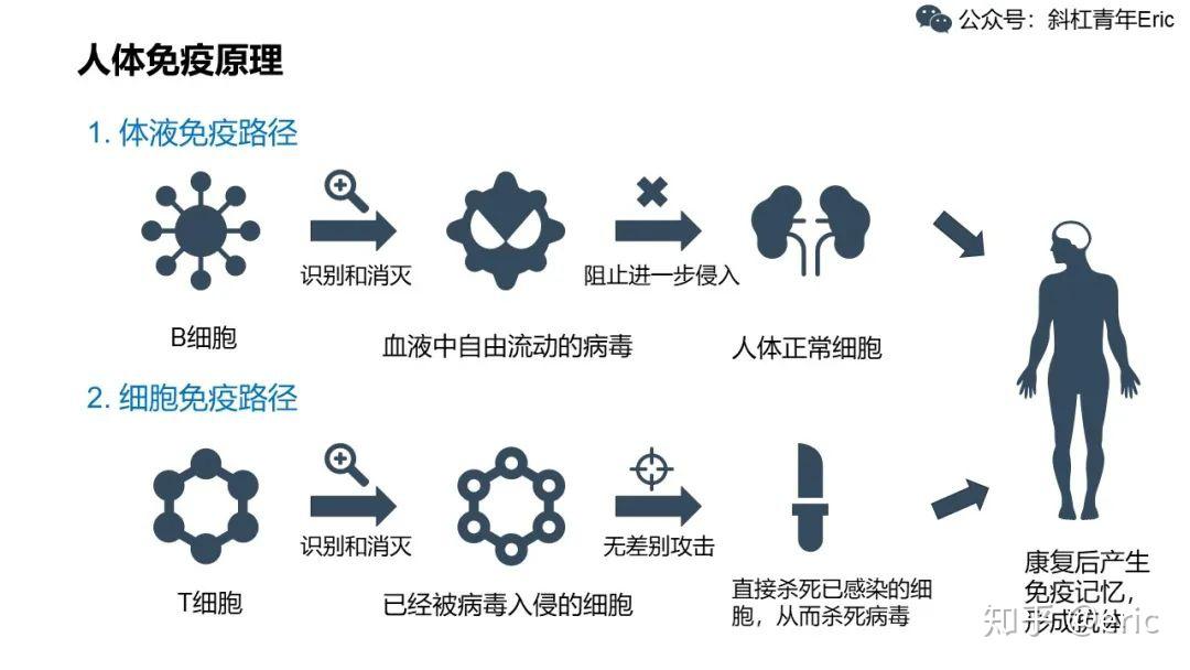 具体的机制请看下图:疫苗的工作原理正常情况下疫苗研发的周期时间