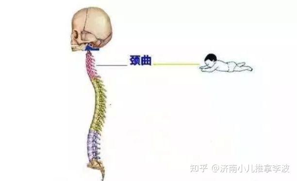 剛出生的寶寶小小的,脊柱也非常柔軟,幾乎沒有弧度.