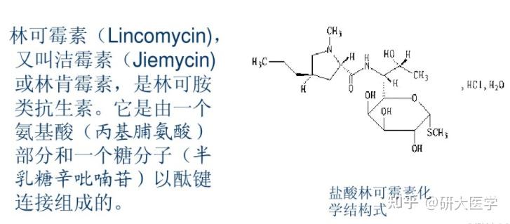 包括:林可霉素,氯林可霉素,抗菌谱较窄,抗菌作用与红霉素相似,氯林可