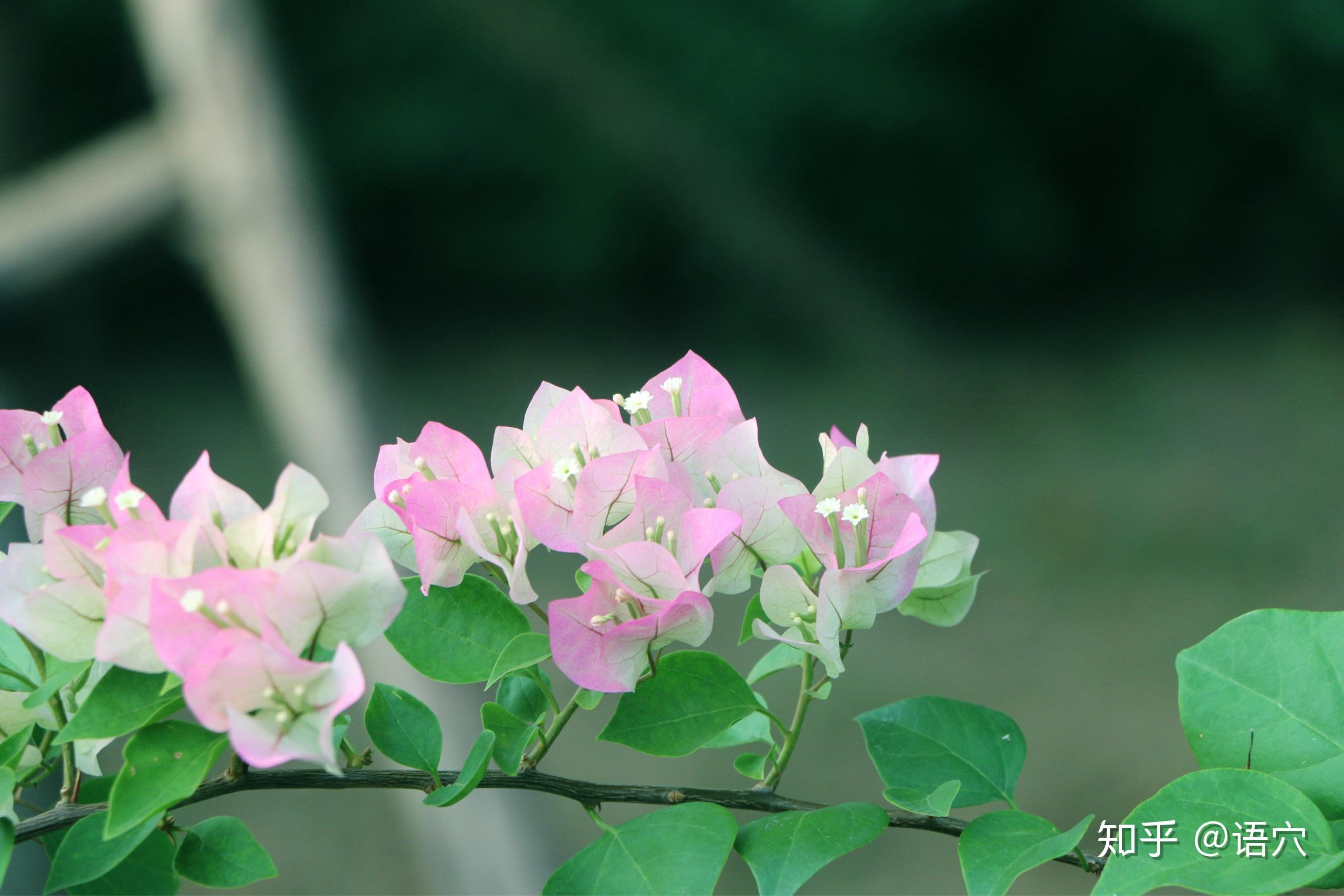 姹紫嫣红三角梅