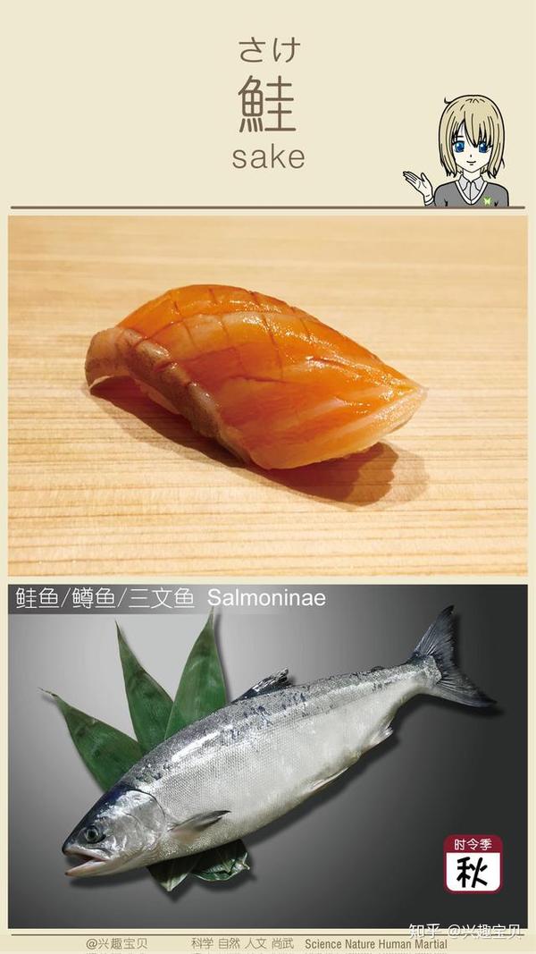 日本寿司一般会用到什么鱼 刺身的话除了三文鱼还有什么比较出名的鱼种供选用 寿司刺身有哪几种鱼 Urpimp网