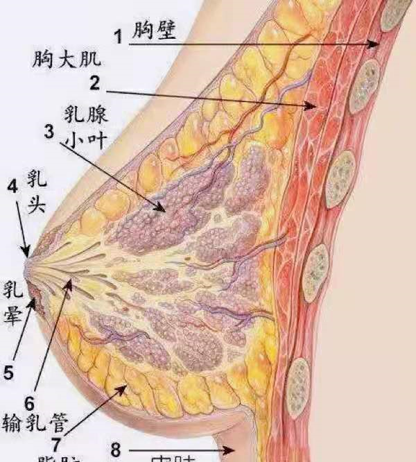 廣州假體隆胸哪個醫院醫生技術好多少錢