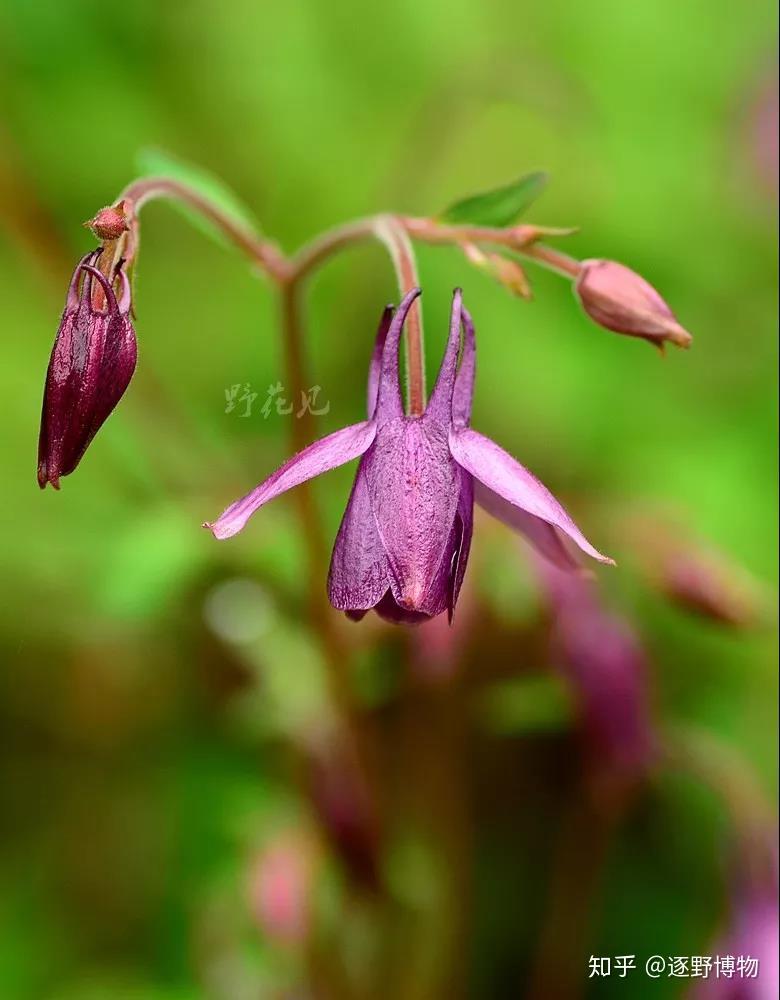 假冒伪劣产品出来冒充,植物社会也不例外哦,你看,这就来了个拟耧斗菜