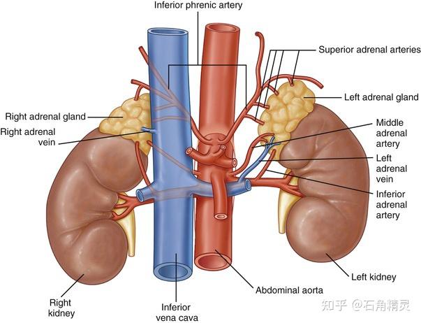 肾上腺轴图片
