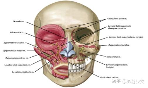 鼻子肌肉结构图解图片