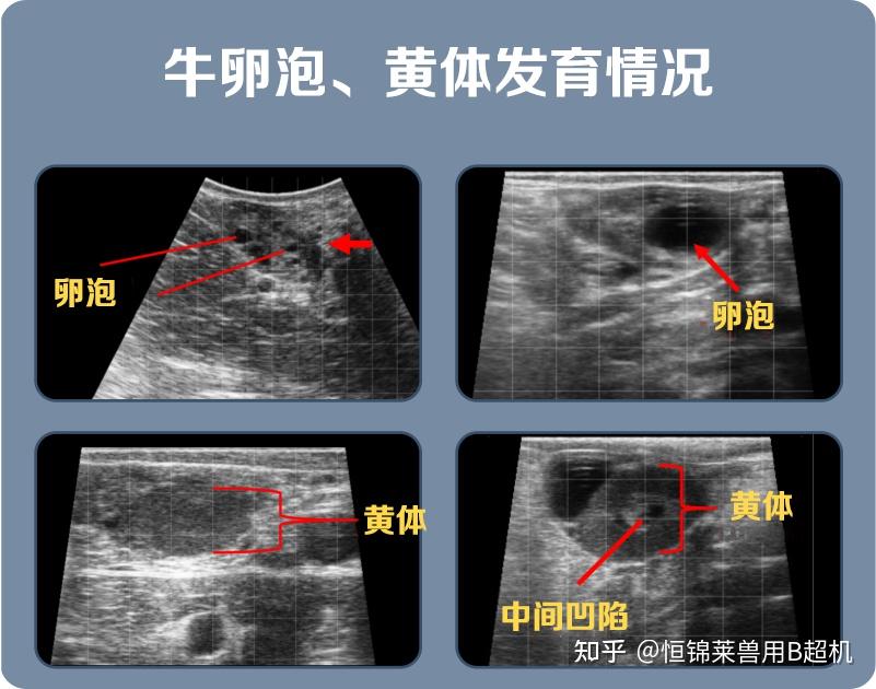 母牛卵泡发育图图片