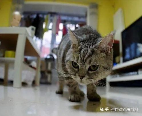 如果你睡着后 你家猫咪会做这6件事 证明它很爱你 知乎