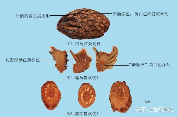 綿馬貫眾葉柄基部橫切面簡圖綿馬貫眾綿馬貫眾飲片綿馬貫眾特徵綿馬