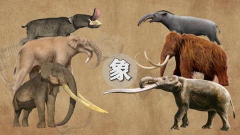 如果把史前大象做一个对比,你会发现什么?