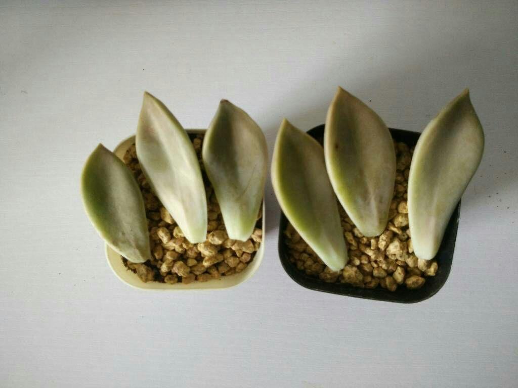 多肉要怎么叶插? - SysTick 的回答 - 知乎