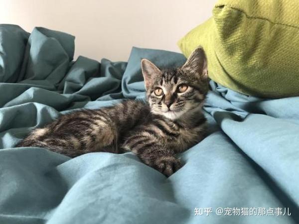 养猫冷知识 从猫咪颜色 一窥猫主子性格 知乎