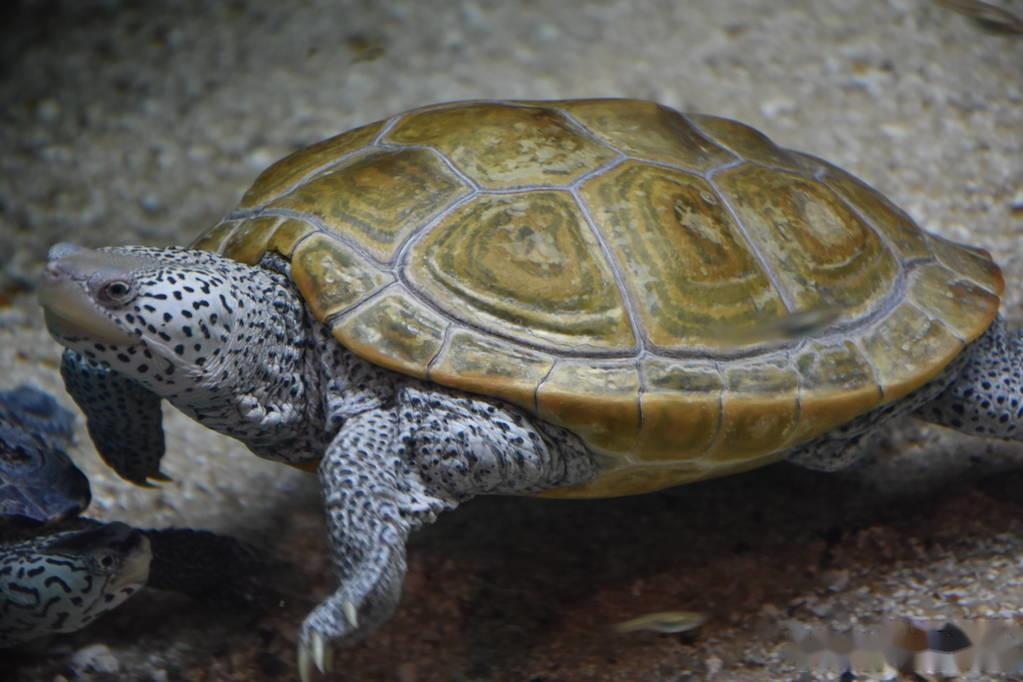 钻纹龟为什么能受到青睐？不止是好看，还因为互动性好 - 知乎