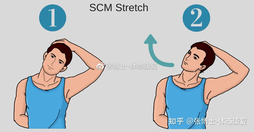 头夹肌颈夹肌锻炼方法图片