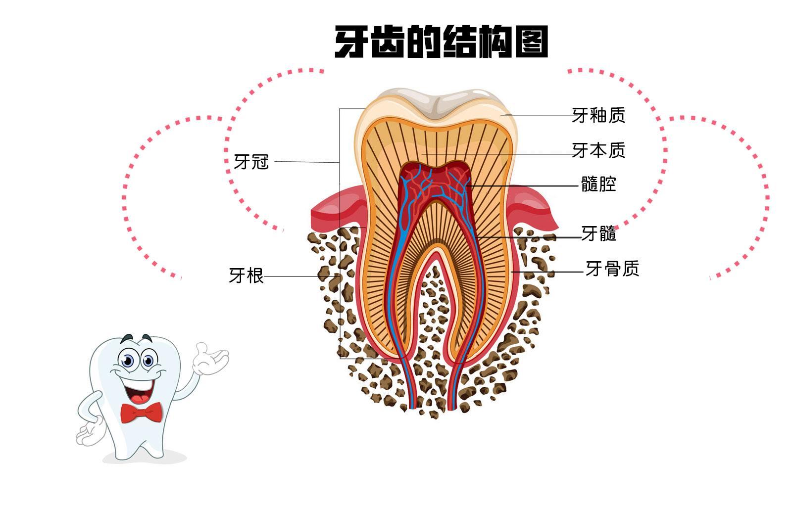 每个牙的解剖形态图图片