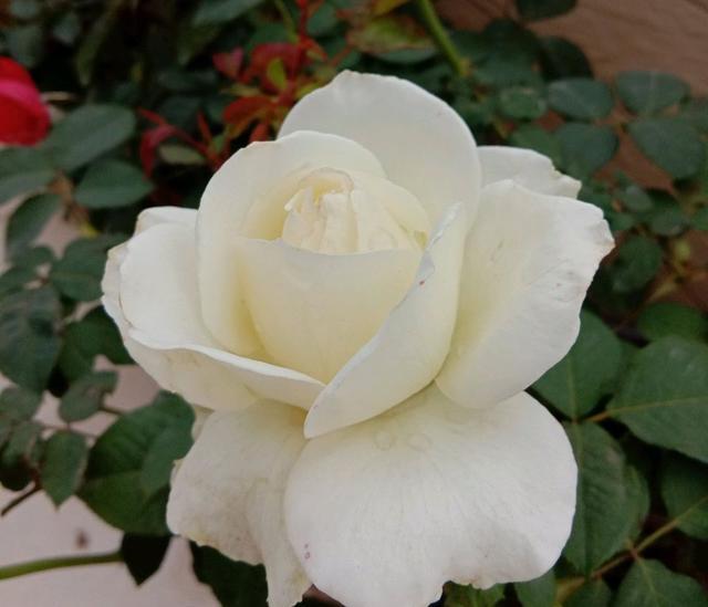 【月季品种推荐】心中的白月光,白色系月季