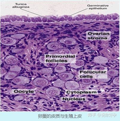 第八章 生殖系统 - 知乎
