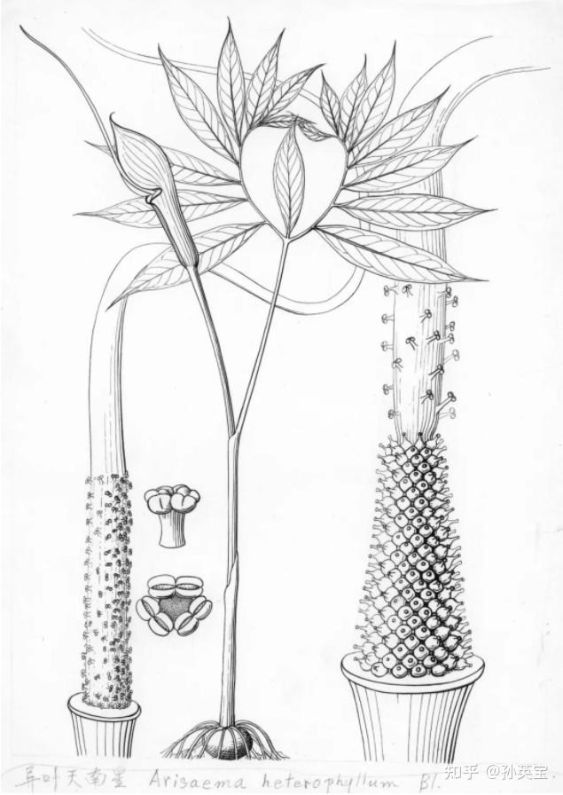 科学绘画||被子植物家族的天南星科成员(一)