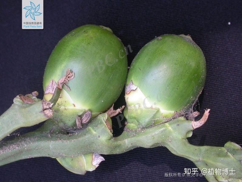 槟榔的功效和作用 - 知乎