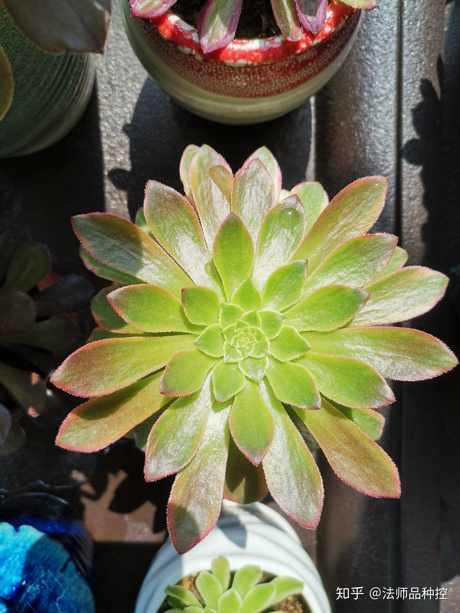 说说嘉年华法师(法师系列第一帖)