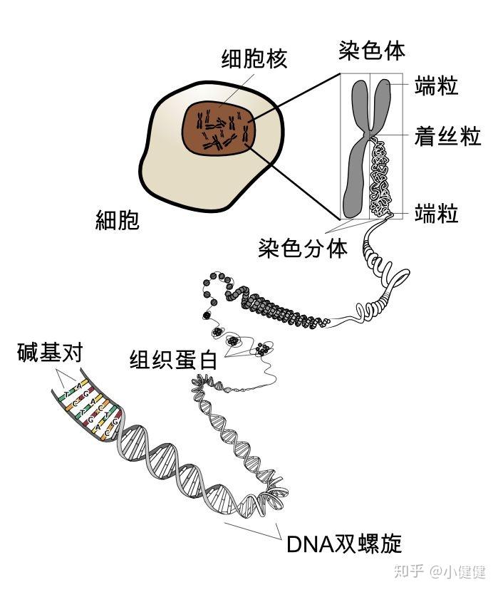 每條染色體都是有一條dna分子盤旋組蛋白高度螺旋化構成的.