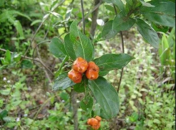 巴戟天二,肝肾阴虚,湿热痹阻证(多见于活动期):症见腰背疼痛,晨起时