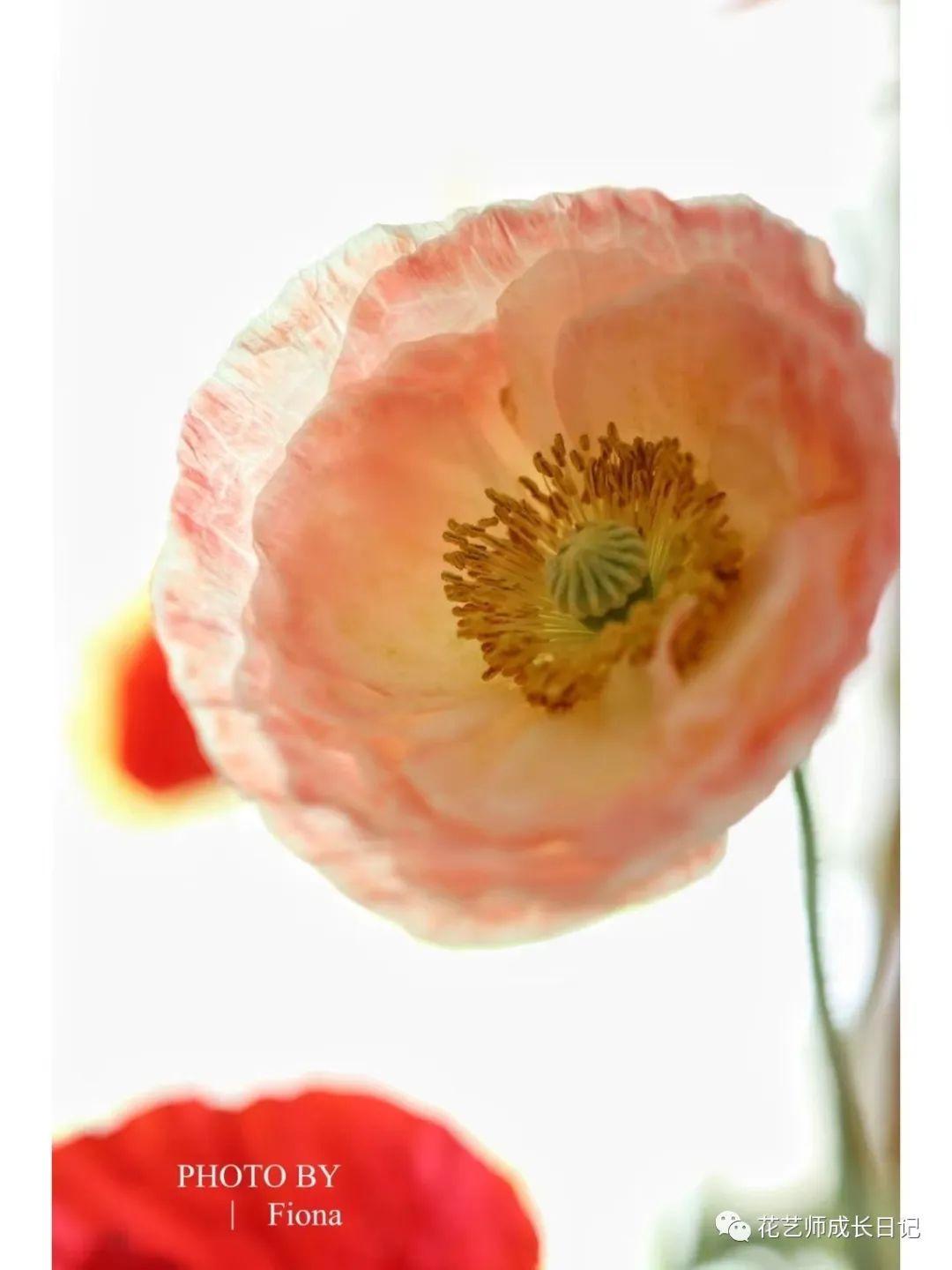 每日一花雪莉虞美人你永远不知道下一朵开出什么花vol42