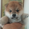 长毛柴犬和普通柴犬繁育会生出怎样的小狗呢 知乎 长毛柴犬和普通柴犬繁育会生出怎样的小狗呢 知乎