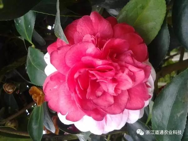 茶花不好养 新手也能养好的茶花品种 茶花的哪个品种漂亮 桃丽网 茶花不好养 新手也能养好的茶花品种 茶花的哪个品种漂亮 桃丽网