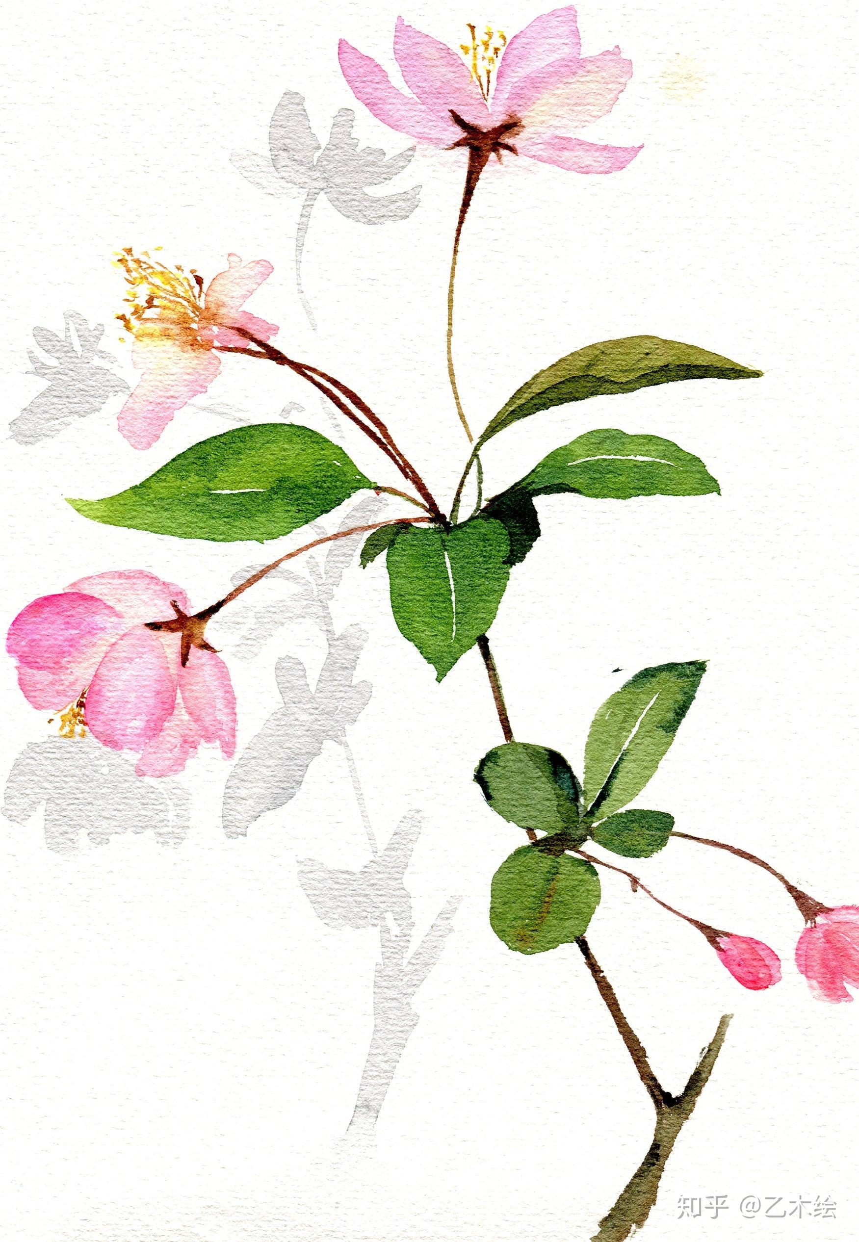 海棠花影水彩绘 - 知乎