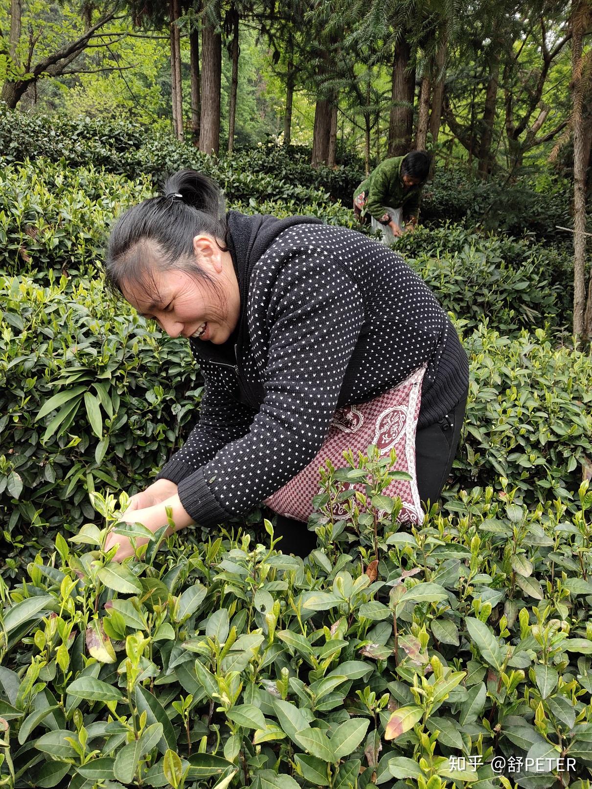 周末回家采摘六安瓜片茶季最忙时候常回家看看
