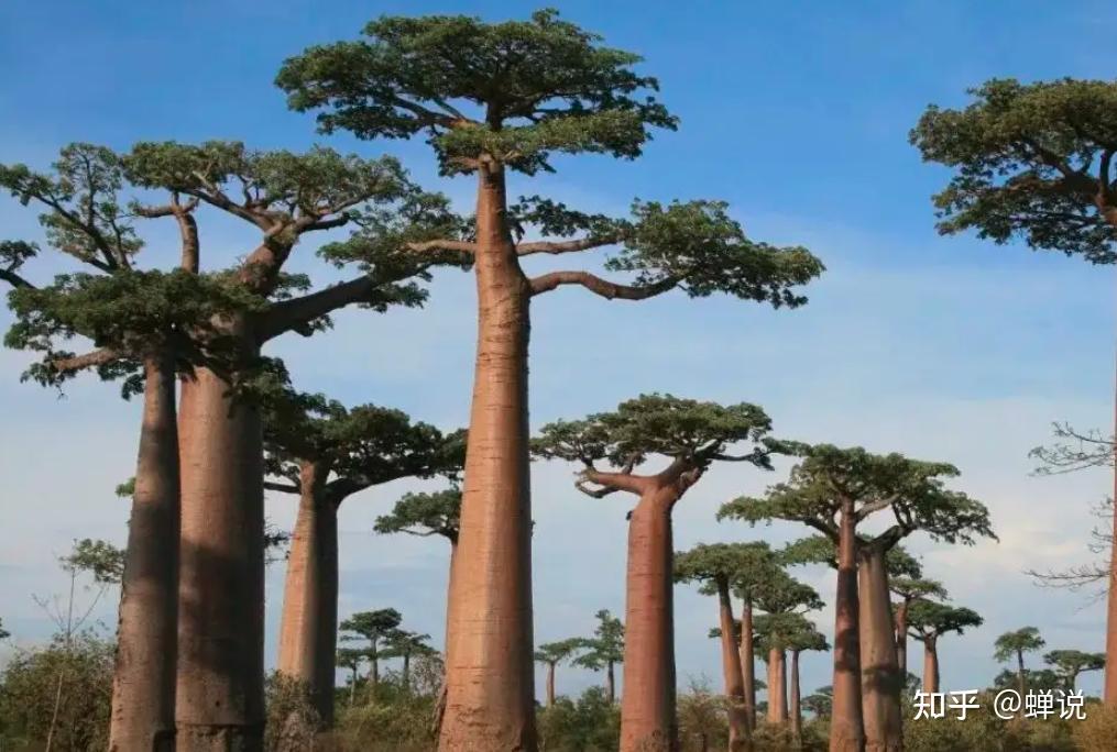 像面包树这样的高产植物，怎么没大量种植呢？