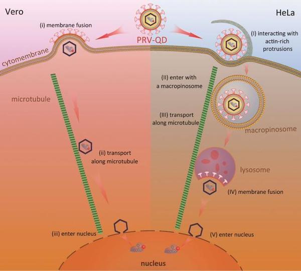 拍下病毒入侵细胞全过程中国农科院提出用量子点标记病毒dna