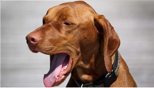 狗狗咳嗽的原因分析